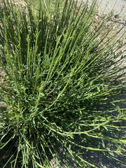 Baccharis sergiloides