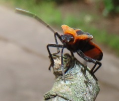 Aulacopeltus durbani