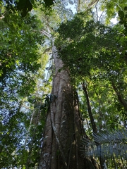 Ceiba pentandra