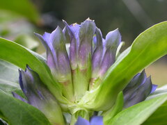 Gentiana cruciata cruciata