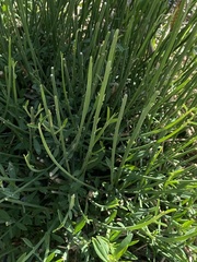 Baccharis sergiloides