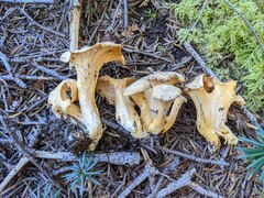 Cantharellus enelensis