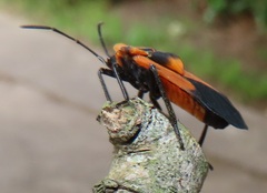 Aulacopeltus durbani