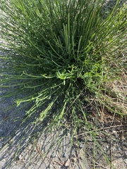 Baccharis sergiloides