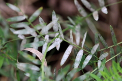 Erysiphe pisi