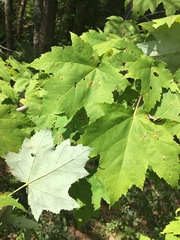 Acer rubrum rubrum
