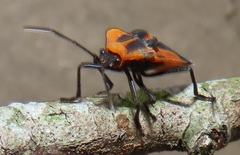 Aulacopeltus durbani
