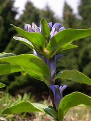 Gentiana cruciata cruciata