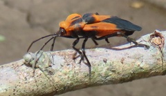 Aulacopeltus durbani