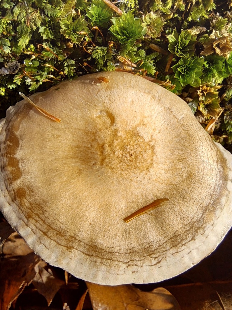 Common Gilled Mushrooms and Allies from Leeds and Grenville United ...