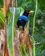 Cyanocorax yucatanicus