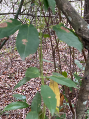 Bignonia capreolata