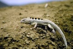 Microlophus occipitalis