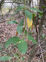 Bignonia capreolata
