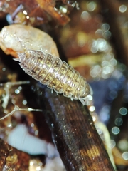 Proporcellio mirabilis