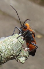 Aulacopeltus durbani