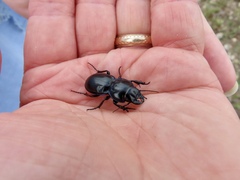 Pasimachus elongatus