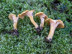 Cantharellus enelensis