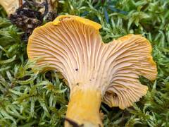 Cantharellus enelensis