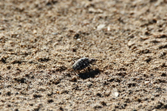 Cicindelinae