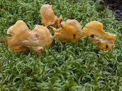 Cantharellus enelensis