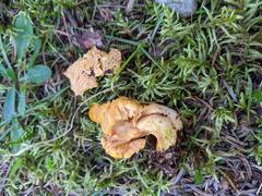 Cantharellus enelensis