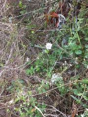 Scabiosa incisa