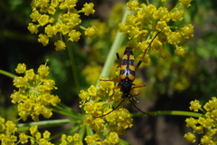 Strangalia attenuata