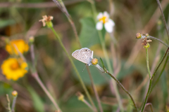 Hemiargus ceraunus astenidas