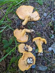 Cantharellus enelensis