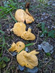 Cantharellus enelensis