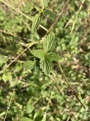 Urtica gracilis