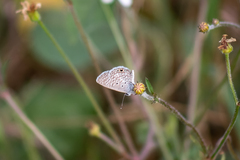 Hemiargus ceraunus astenidas