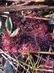Drosera capillaris
