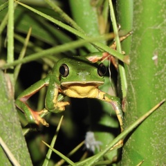 Phyllomedusa distincta