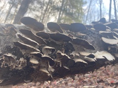 Trametes suaveolens
