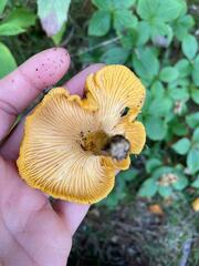 Cantharellus enelensis