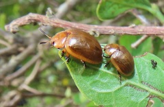 Plagiosterna nigritarsis