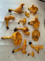 Cantharellus enelensis