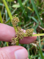 Cyperus entrerianus