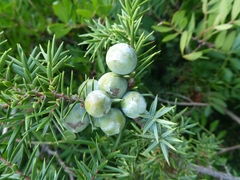 Juniperus oxycedrus