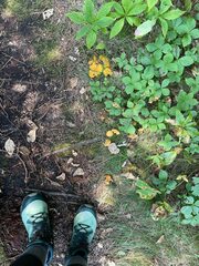 Cantharellus enelensis