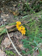 Cantharellus enelensis