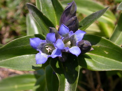 Gentiana cruciata cruciata