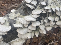 Trametes suaveolens