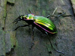 Carabus solieri