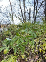 Eleutherococcus sieboldianus