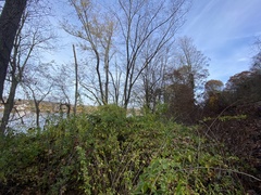 Eleutherococcus sieboldianus