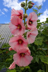 Alcea