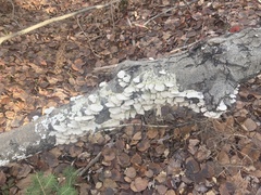 Trametes suaveolens